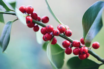 Wall Mural - holly leaves and berries