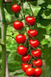 Vine Tomatoes growing on the plant