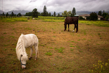 Two horses together