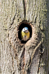 Wall Mural - Eurasian blue tit looking out of the nesting hole on tree trunk. Cyanistes caeruleus is tiny passerine bird with blue cap, white cheeks and yellow breast.