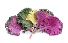 Decorative Cabbage Purple Leaf Vegetable Isolated On White Background   