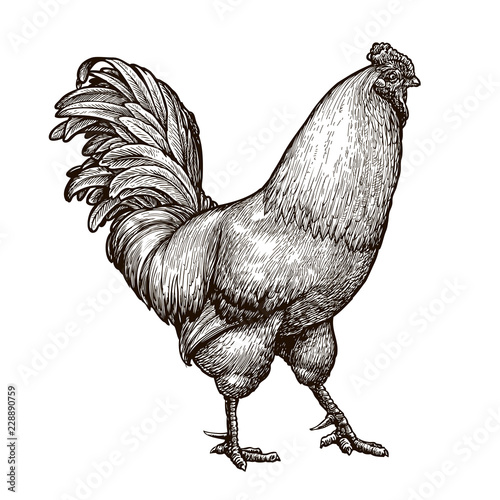 Fotografía Cockerel, rooster, cock sketch