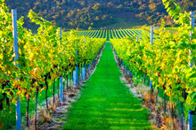 Sussex, England, United Kingdom, Wine Growing Region, Looking Down Two Long Rows Of Grape Vines In A Vineyard With Lines Of Ripe Red Grapes On The Vines, Green Grass Is In The Middle