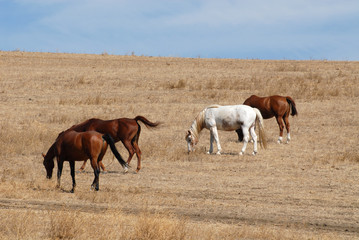 Wall Mural - Horses