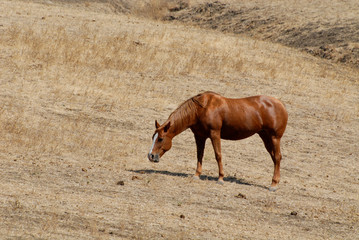 Wall Mural - Horse