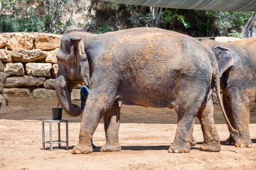 Big brown Asian or Asiatic elephants at zoo