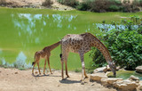 Fototapeta Sawanna - Beautiful stained giraffe and his baby drink water