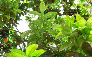 Wall Mural - citrus tree diseases