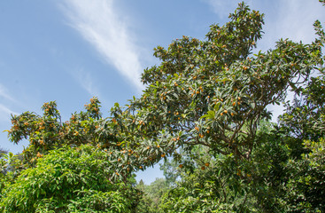 Loquat tree with fruits