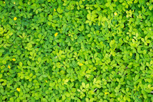 Small Green Leaf Texture In Garden, Green Environment Nature Summer Concept For Background Usage