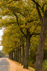 Wall Mural - Allee im Herbst