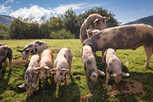 Group Of Beautiful Family Of Pigs Searching And Asking For Food Looking At Camera