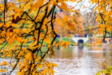 Fototapeta  - żółte i pomarańczowe liście spadają z drzew w parku w porze jesieni
