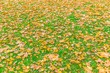 żółte i pomarańczowe liście spadają z drzew w parku w porze jesieni