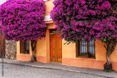 Cuadros en Lienzo Bougainvillea trees growing by the house in historic quarter of Colonia del Sacr
