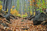 Fototapeta Krajobraz - Pejzaż jesienny