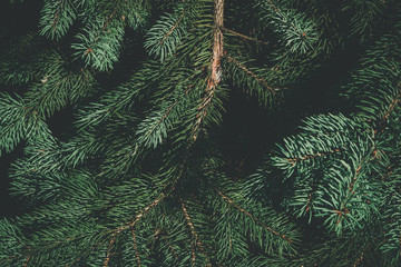 Wall Mural - Green branches of fir or pine tree. Christmas background.