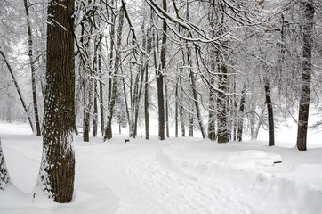  Serene winter landscape with snow covered trees in park during heavy snowfall. 