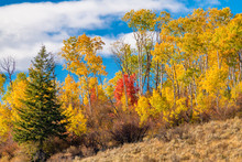 Fall Trees Of Different Colors On The Top Of A Ridge Against Blue Sky
