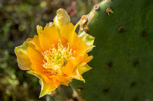 Bright Yellow Prickly Pear Flower Blooming