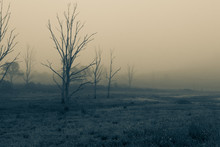 Dead Trees In A Meadow On A Foggy Misty Morning. Farm.