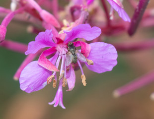 Fly & flower