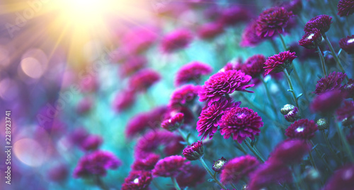 Chrysanthemum flowers blooming in a garden. Beauty autumn flowers. Bright viv...
