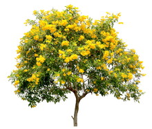 Isolated Tecoma Stans Tree, The Golden Yellow Trumpet Vine Flower Blossom Shrub, On White Background