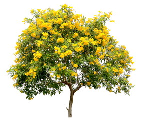 isolated tecoma stans tree, the golden yellow trumpet vine flower blossom shrub, on white background