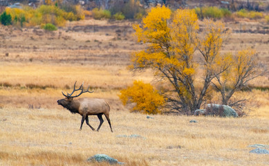  An Elk in a Meadow During Autumn