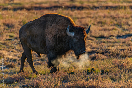Fotografia, Obraz A Bison Roaming the Plains and Showing Breath on a Frigid Cold Day