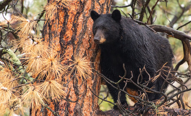 a mother black bear observing surroundings from a tree branch