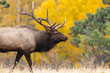 A Large Bull Elk with Beautiful Fall Colors in the Background