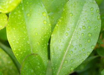 Close-up of a leaf and water drops on it background