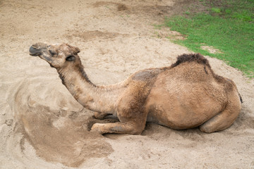 Sticker - dromedary camel lying on sand