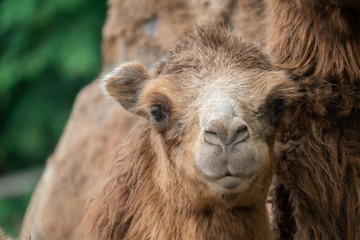 Poster - young domestic bactrian Camel