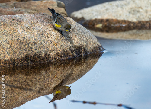 Fotografia Yellow-rumped Warbler Fledgling Self Admiration