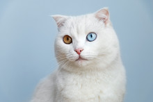 Cat With Different Colored Eyes