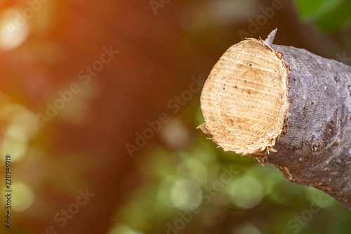 Fotografie, Obraz Destroy jungle, Logs extracted from a sustainable forest under sunshine