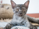 Fototapeta Tulipany - Portrait of Grey British shorthair kitten