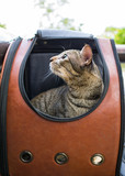 Fototapeta  - Tabby cat in traveler backpack  capsule