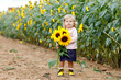 © Irina Schmidt - Cute adorable toddler girl on sunflower field with yellow flowers. Beautiful baby child with blond hairs. Happy healthy little daughter, smiling and holding bouquet. Outdoor portrait on late summer