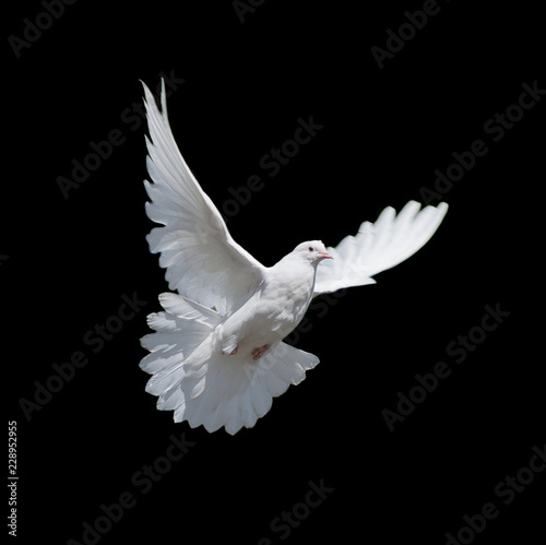 Fotomural White dove isolated on black