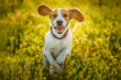 Beagle dog fun on meadow in summer outdoors run and jump towards camera