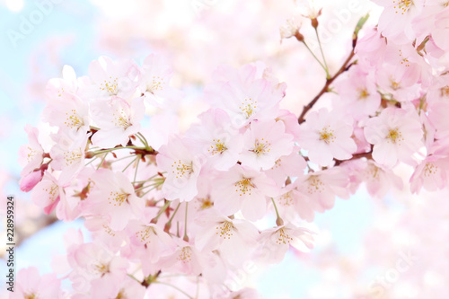 美しい春の満開の桜ソメイヨシノのイメージ写真素材 Stock Photo Adobe Stock