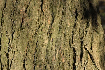 Wall Mural - bark, texture, tree, wood, pattern, nature, brown, abstract, old, trunk, rough, textured, wall, surface, natural, macro, oak, backgrounds, stone, forest, plant, detail, wooden