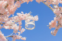 White Decorative Bird Cage Hanging On Branch Of Blooming Apple Tree On Sky Background. Spring City Decoration