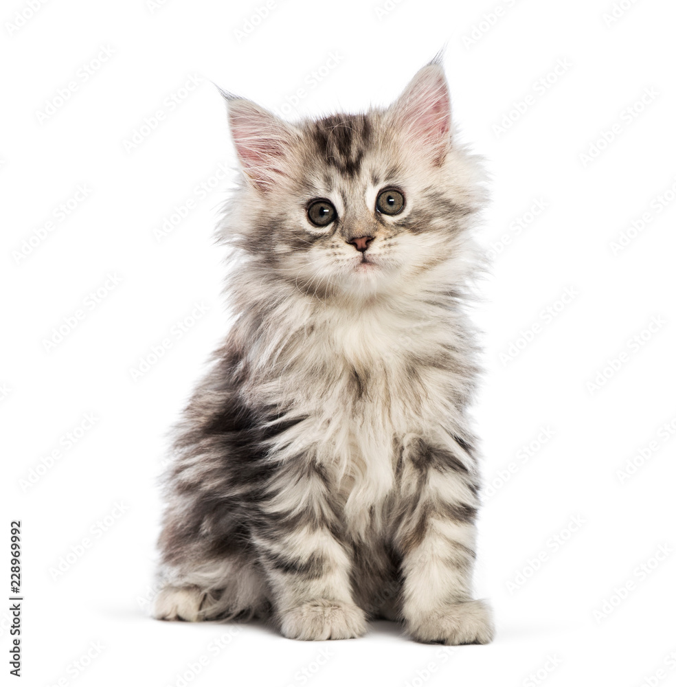 Maine coon kitten, 8 weeks old, in front of white background - obrazy, fototapety, plakaty 