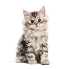 Maine Coon Kitten, 8 Weeks Old, In Front Of White Background