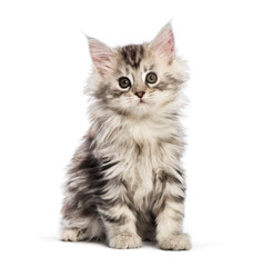 Maine coon kitten, 8 weeks old, in front of white background